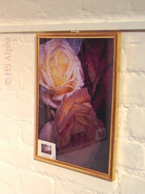 Touch of roses - Fotografik von Heidemarie A. Sattler