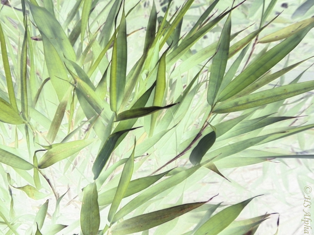Harmonie und Leichtigkeit in Aquarell