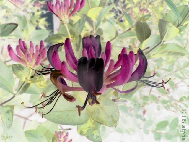Aquarell - Schlingpflanze Geißblatt - hs alpha