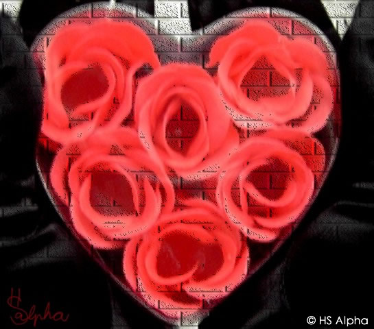 love fights - hsalpha