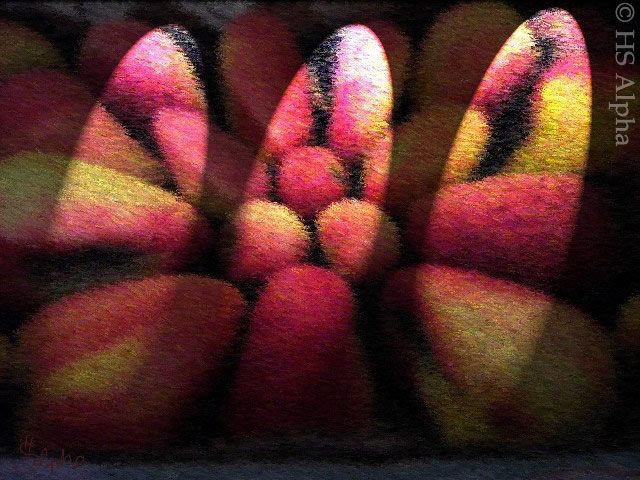 Fellfrüchte - hsalpha - Grafik