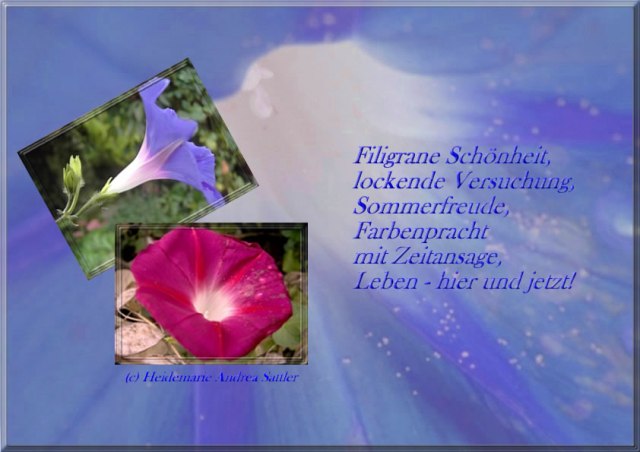 Poesiefeder - Winde
