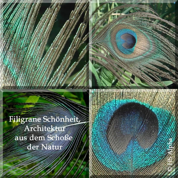 peacock - Pfauenfeder - hs alpha