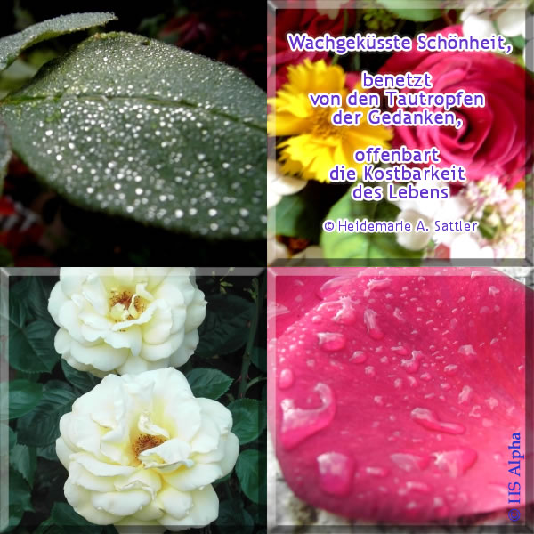 roses - pick up 4 - hsalpha - Heidemarie Sattler